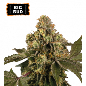 Big Bud