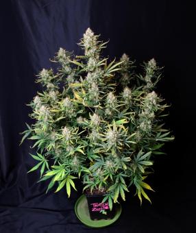 Tropical Zmoothie Auto - картинка 4