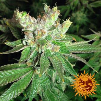 Cookies Kush - картинка 12