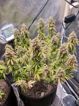 Cream Cookies Auto - картинка 3