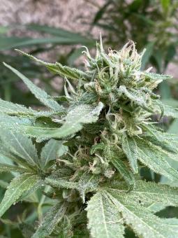 Wedding Gelato - картинка 5