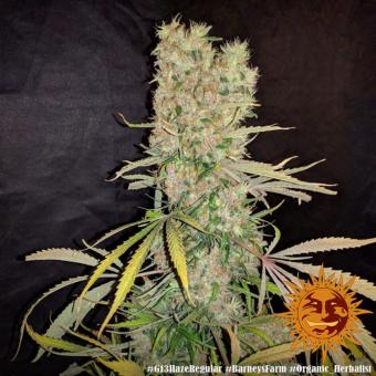 G13 Haze - картинка 5