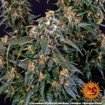 Strawberry Cheesecake Auto - картинка 10