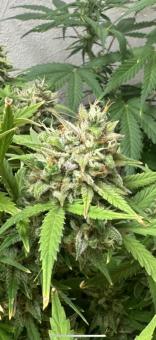 Exodus Cheese - картинка 4