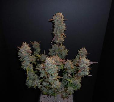 Lemon AK Auto - картинка 11