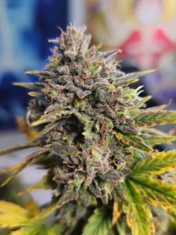 Purple Punch Auto - картинка 2