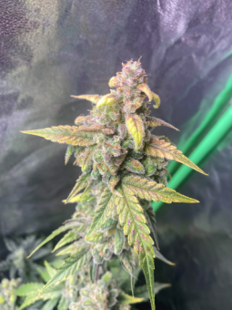 Exodus Cheese Auto - картинка 3