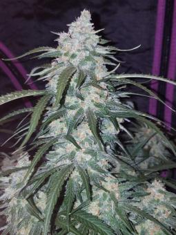 Pineapple Express Auto - картинка 9