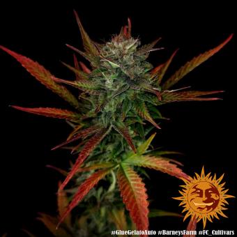 Glue Gelato Auto - картинка 2