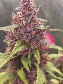 Purple Punch OG - картинка 2