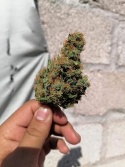 Sherbet Auto - картинка 8