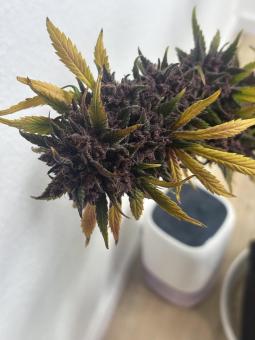 Tropicana Cookies Auto - картинка 4