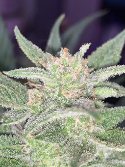 Auto CBD-Victory - картинка 2