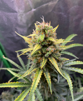 Exodus Cheese Auto - картинка 2