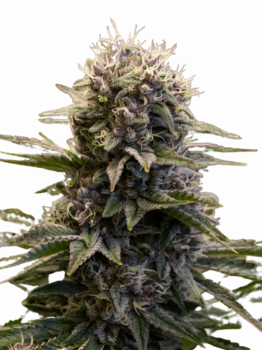Black Ultimate Genetics