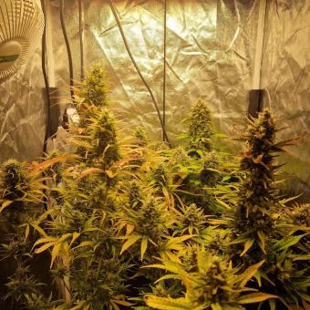 Gorilla Auto (Gorilla Glue Auto) - картинка 5