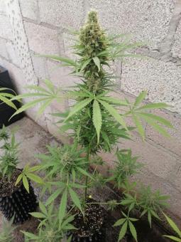 Sherbet Auto - картинка 5