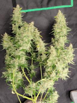 Amnesia Haze Auto - картинка 10
