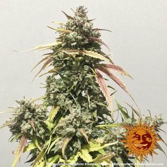 Pineapple Express auto - картинка 4