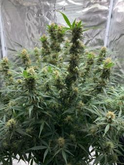 Big Bud Auto - картинка 3