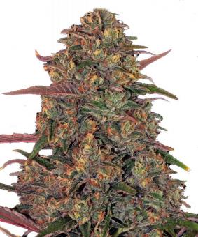 Pineapple Chunk - картинка 2