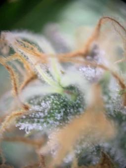 Big Bud Auto - картинка 5