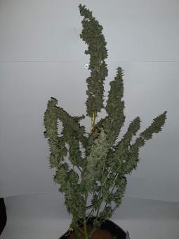 Critical Kush Auto - картинка 1