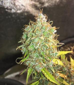 Northern Lights Auto - картинка 2