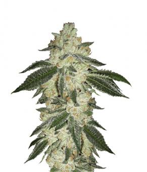 Green Crack Auto - картинка 1
