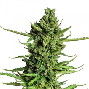 Devotchka Auto