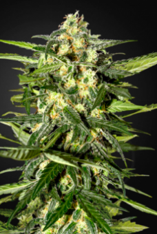 Jack Herer Auto - картинка 3