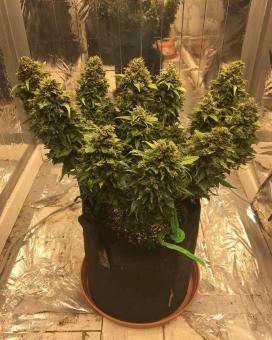 Auto CBD-Victory - картинка 4