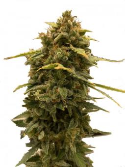Skunk Auto - картинка 6