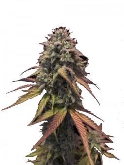 King's Juice Auto - картинка 1