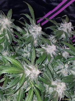 Tangie Auto - картинка 3