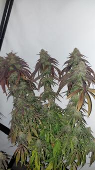 Super Lemon Haze x GMO - картинка 5
