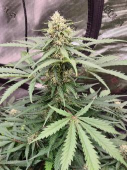 Amnesia Haze Auto - картинка 6