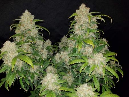 Zkittlez Auto - картинка 4