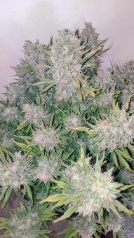 Big Bud Auto - картинка 5