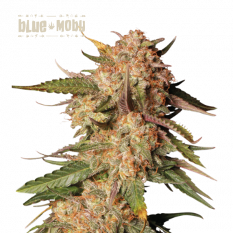 Blue Moby Auto - картинка 1