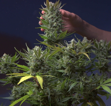 Diablo’s Delight XL Auto - картинка 2