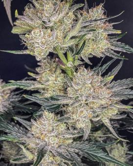 Strawberry Gorilla Auto - картинка 4