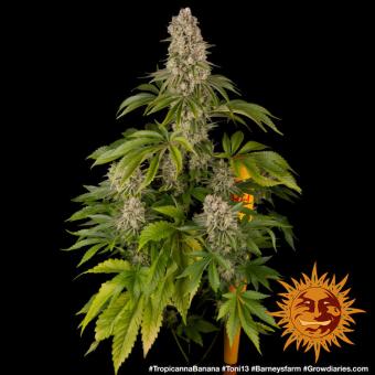 Tropicanna Banana - картинка 6
