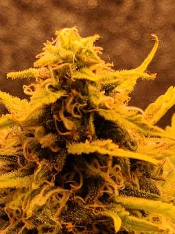 Big Bud Auto - картинка 5