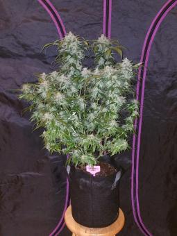 Tangie Auto - картинка 7