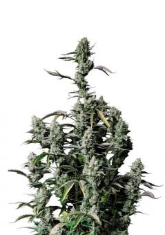 Gorilla Zkittlez Auto - картинка 1