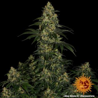 Blue Gelato 41 - картинка 11