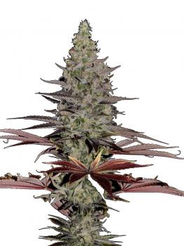 Somango XXL auto