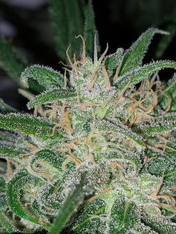 Big Bud Auto - картинка 4