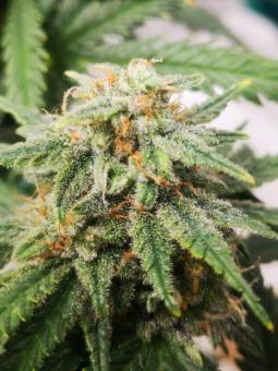 Amnesia Haze Auto - картинка 5
